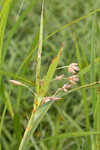 River bulrush